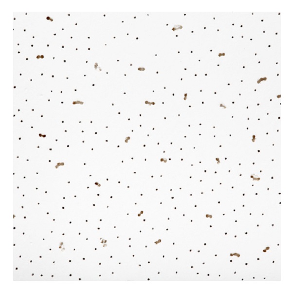 ЦБ-00036251 ЦБ-00036251